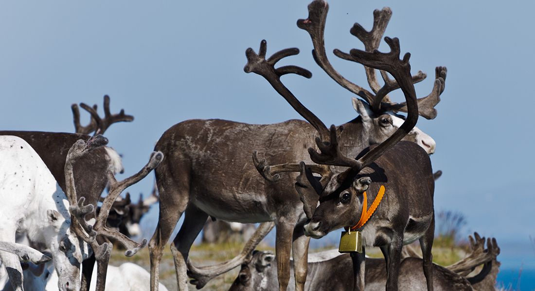 Reindeer herd rest on the side of a road in Norway.