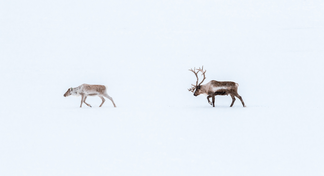Reindeer, Sweden, Unsplash