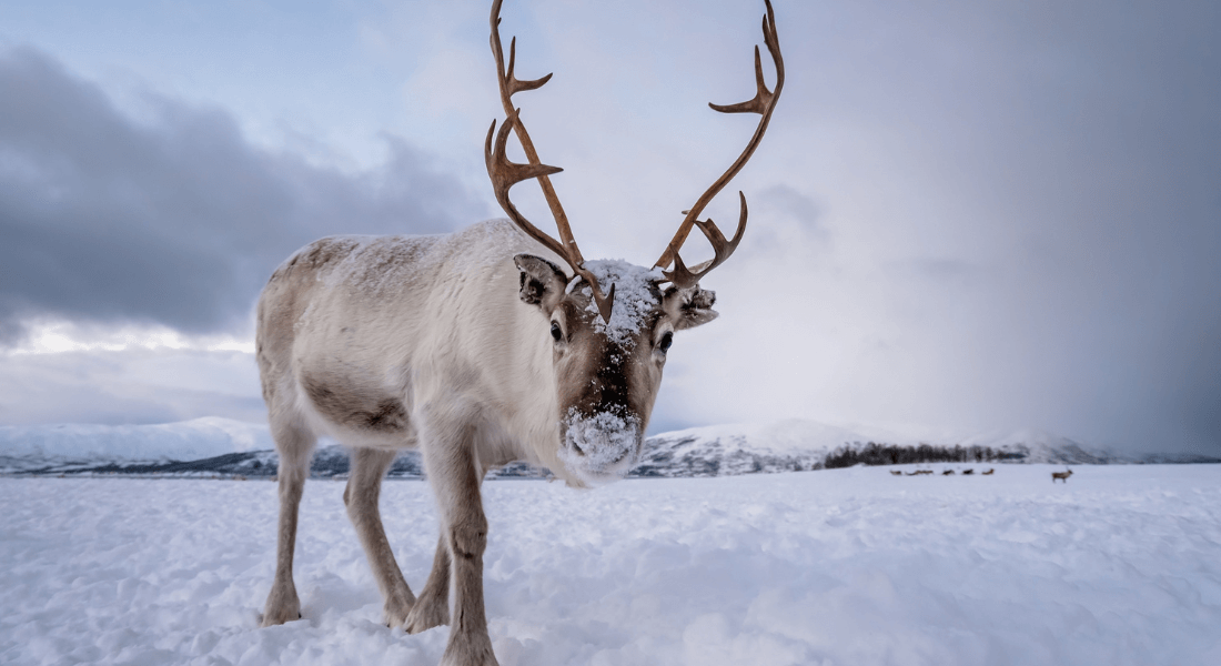 Rensdyr, Norge | Dreamstime Rensdyr, Norge | Dreamstime